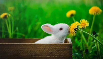 微密圈深度揭秘：八卦风波背后，明星在公司会议室的角色罕见令人意外